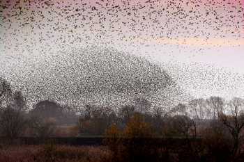 Sciame di Storni - Sturnus Vulgaris